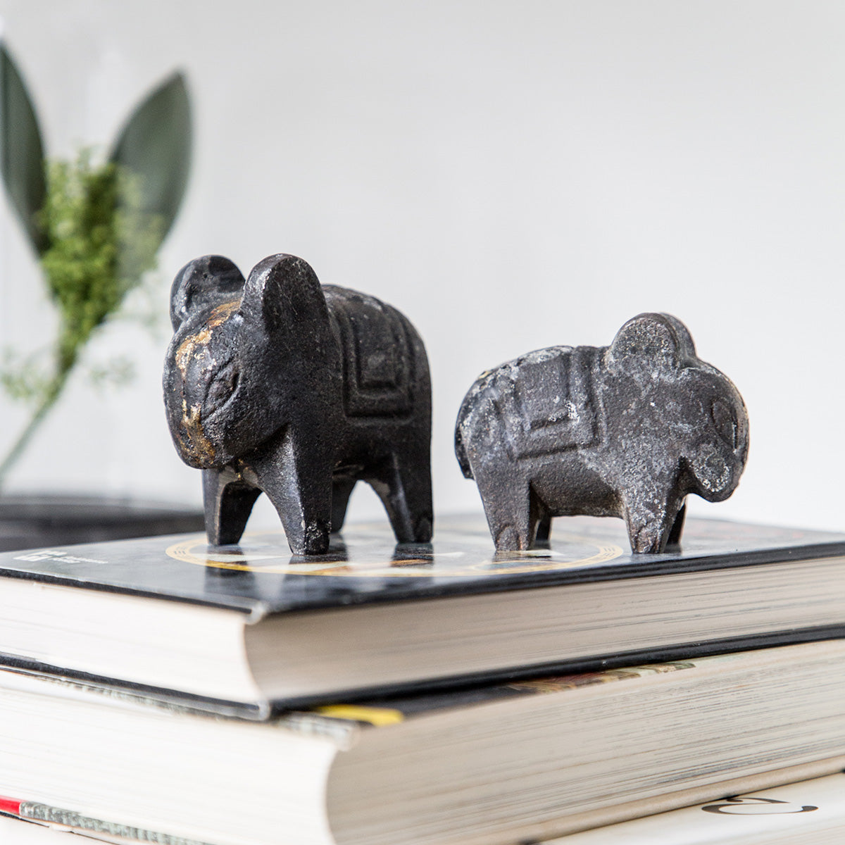 Healthy Animal | Stor